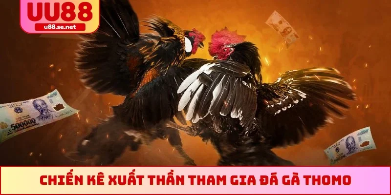 Chiến kê xuất thần tham gia đá gà Thomo