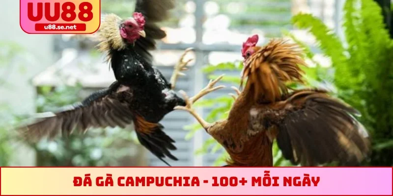 Đá gà Campuchia