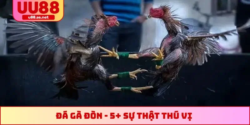 Đá gà đòn
