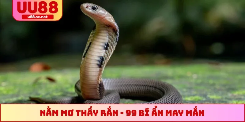 Nằm mơ thấy rắn